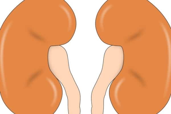 Icon van nieren